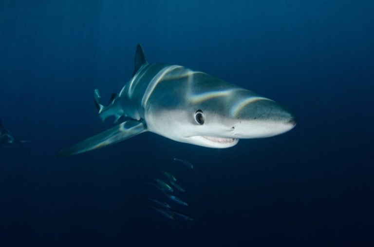 Unleash Your Fears with the Electrifying Admiral Shark Casino Experience UK, Admiral Shark Casino